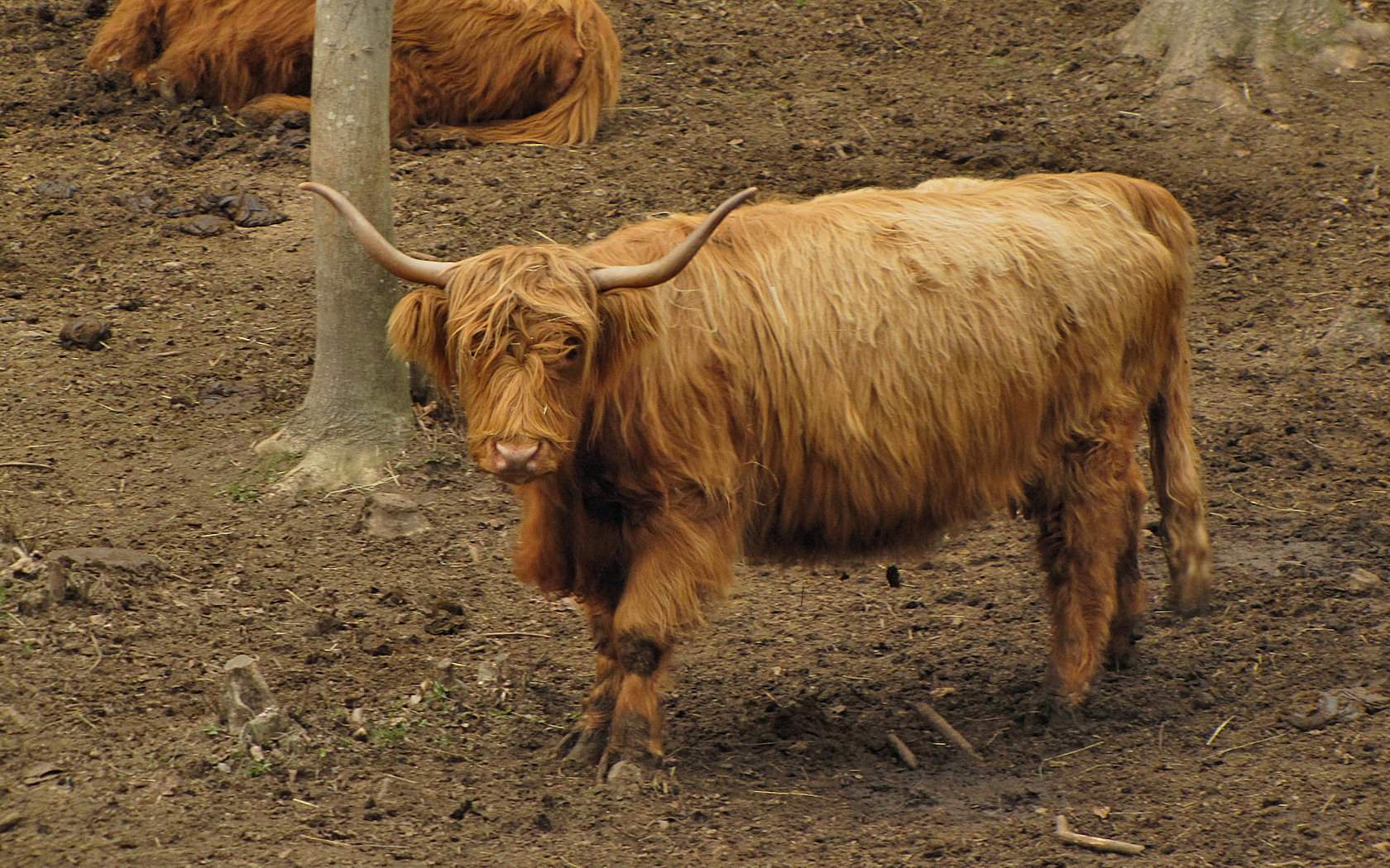 Animali al pascolo